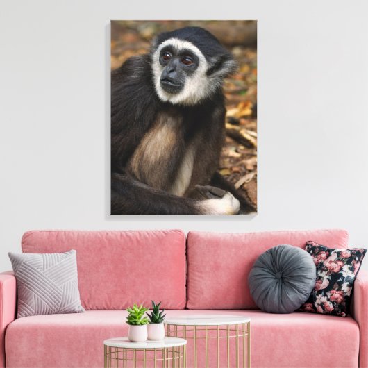 Witte koolstof (Hylobates Lar), Monkeyland Canvas Afdruk (Insitu (Woonkamer))