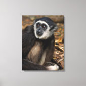 Witte koolstof (Hylobates Lar), Monkeyland Canvas Afdruk (Voorkant)