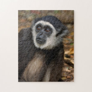 Witte koolstof (Hylobates Lar), Monkeyland Legpuzzel