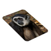 Witte koolstof (Hylobates Lar), Monkeyland Magneet (Rechterzijde)