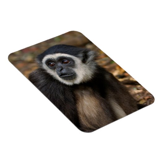 Witte koolstof (Hylobates Lar), Monkeyland Magneet (Rechterzijde)
