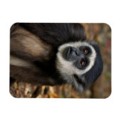 Witte koolstof (Hylobates Lar), Monkeyland Magneet (Horizontaal)