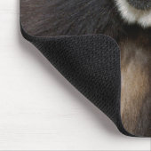 Witte koolstof (Hylobates Lar), Monkeyland Muismat (Hoek)