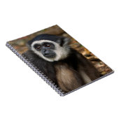 Witte koolstof (Hylobates Lar), Monkeyland Notitieboek (Rechterzijde)