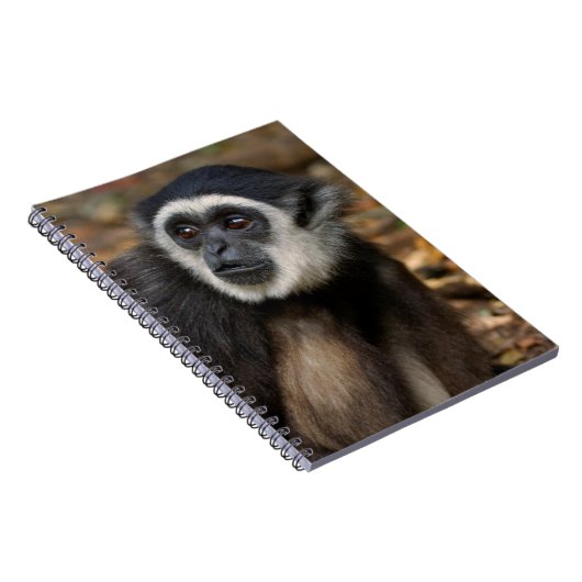 Witte koolstof (Hylobates Lar), Monkeyland Notitieboek (Rechterzijde)