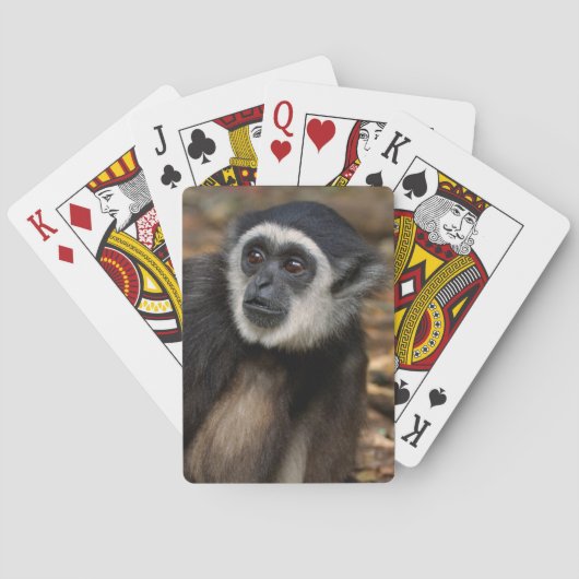 Witte koolstof (Hylobates Lar), Monkeyland Pokerkaarten (Achterkant)