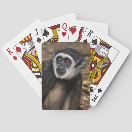 Witte koolstof (Hylobates Lar), Monkeyland Pokerkaarten (Achterkant)
