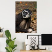 Witte koolstof (Hylobates Lar), Monkeyland Poster (Thuiskantoor)