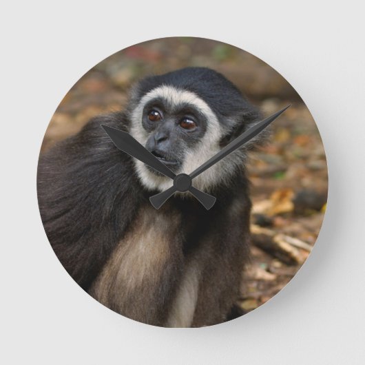Witte koolstof (Hylobates Lar), Monkeyland Ronde Klok (Voorkant)
