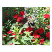 witte koolvlinder foto afdruk (Voorkant)