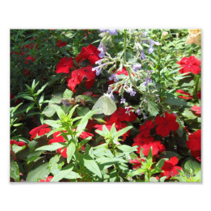 witte koolvlinder foto afdruk