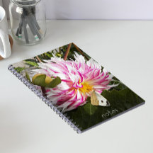 Witte Koolvlinder op Roze Dahlia Bloem