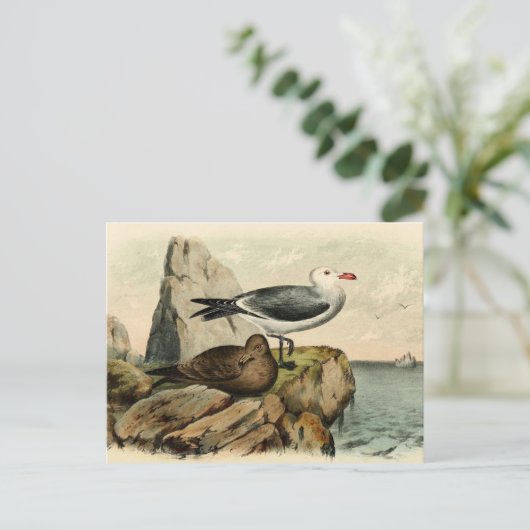 Witte kopmeeuw briefkaart (Staand voorkant)