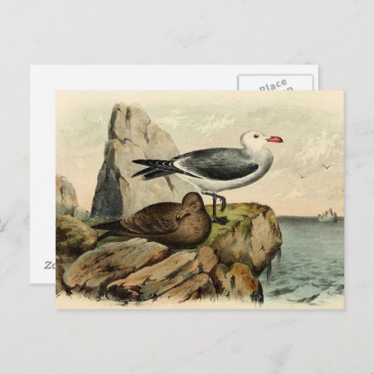 Witte kopmeeuw briefkaart (Voorkant / Achterkant)