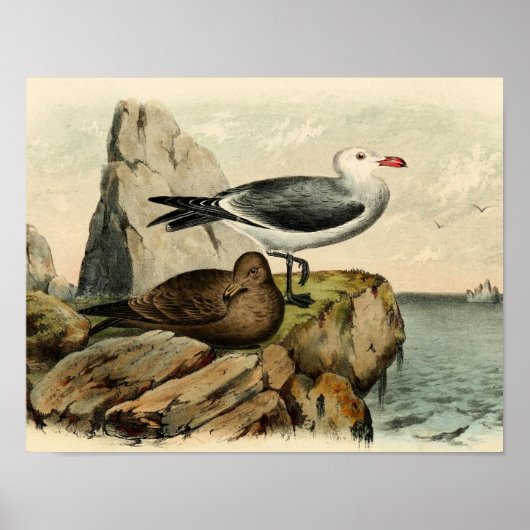 Witte kopmeeuw poster (Voorkant)