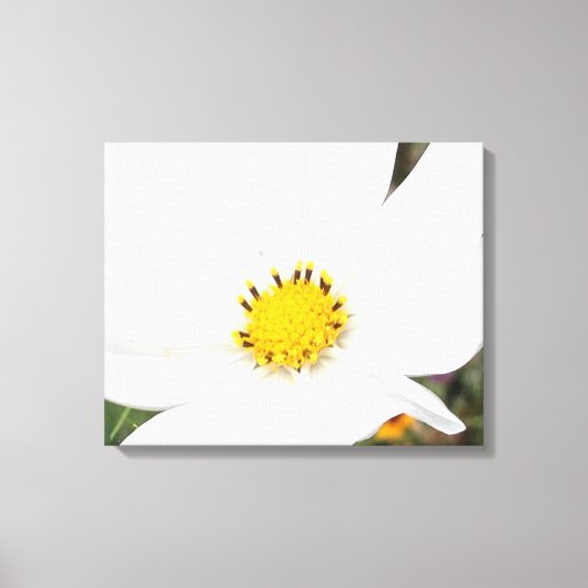 Witte Kosmos Bloem Foto Bloemen Close-up Canvas Afdruk (Voorkant)