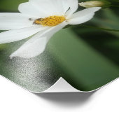 Witte Kosmos Bloemen en Honingbij 8x10 Foto Afdruk (Hoek)