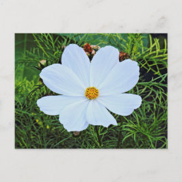Witte kosmos briefkaart