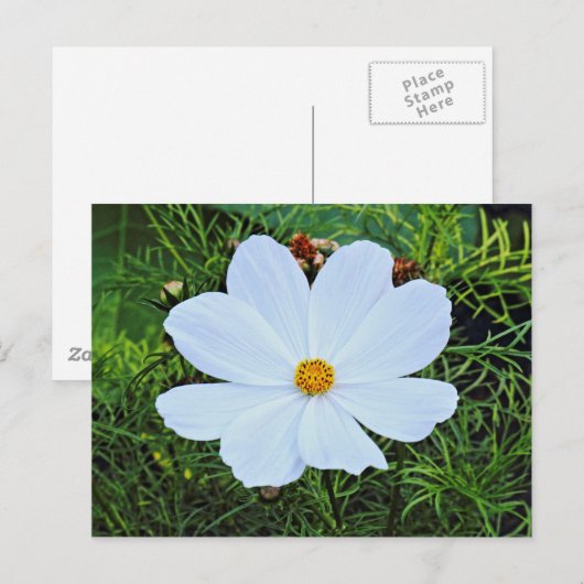Witte kosmos briefkaart (Voorkant / Achterkant)