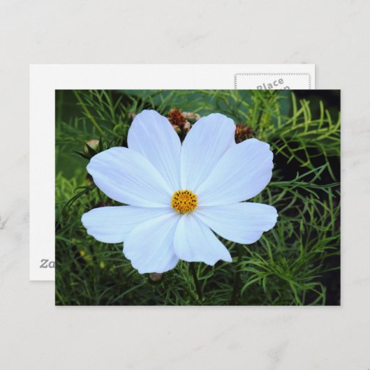 Witte kosmos briefkaart (Voorkant / Achterkant)