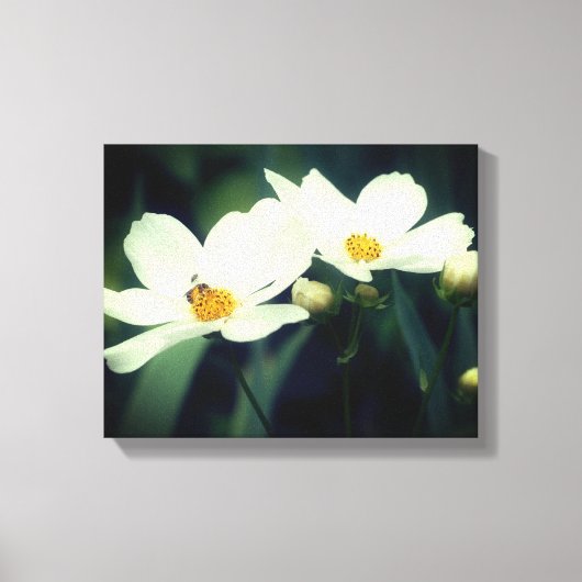 Witte kosmosbloemen met bijen canvas afdruk (Voorkant)