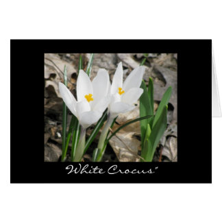 'Witte krocus'