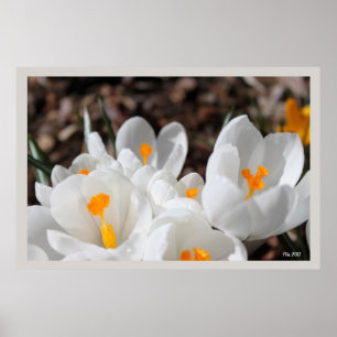 witte kroesbloemen poster