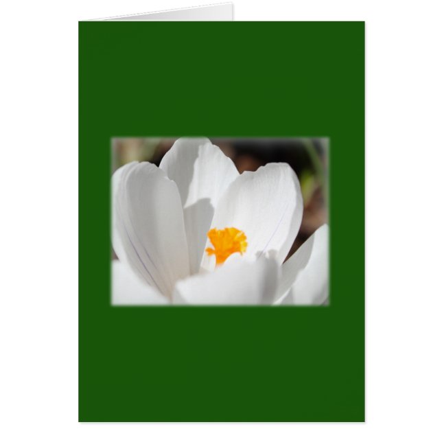 witte krokus bloem (Voorkant)