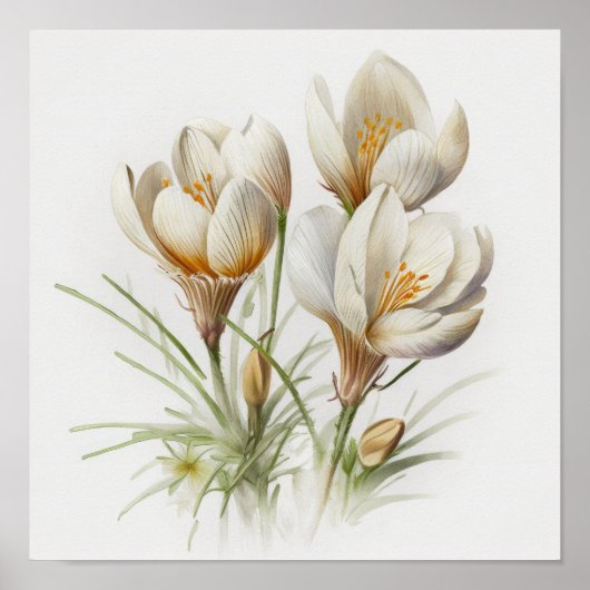 Witte Krokus Bloemen Art Print Poster (Voorkant)