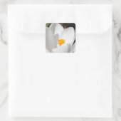 witte krokusbloem vierkante sticker (Tas)