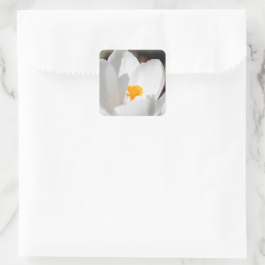 witte krokusbloem vierkante sticker (Tas)