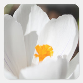 witte krokusbloem vierkante sticker