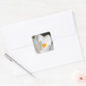 witte krokusbloem vierkante sticker (Envelop)