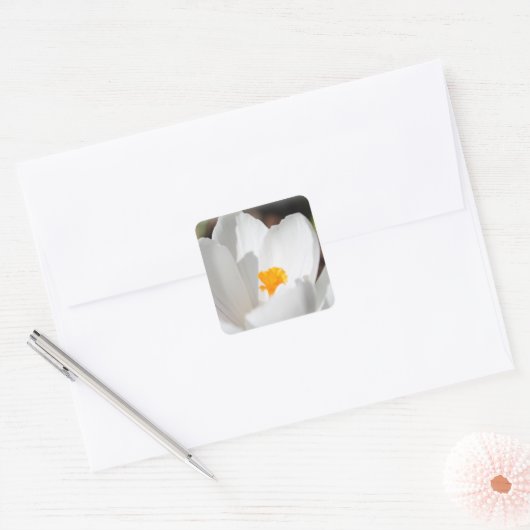 witte krokusbloem vierkante sticker (Envelop)