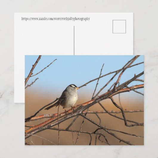 Witte kruid op een stok briefkaart (Voorkant / Achterkant)