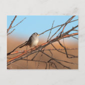 Witte kruid op een stok briefkaart (Voorkant)