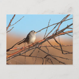 Witte kruid op een stok briefkaart