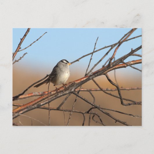 Witte kruid op een stok briefkaart (Voorkant)