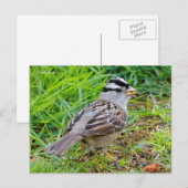 Witte kruiige Sparrow Songbird in the Grass Briefkaart (Voorkant / Achterkant)