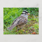 Witte kruiige Sparrow Songbird in the Grass Briefkaart (Voorkant)