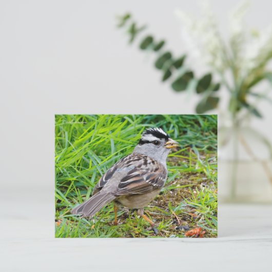 Witte kruiige Sparrow Songbird in the Grass Briefkaart (Staand voorkant)