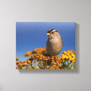 Witte kruipen Sparrow die op de Tansy zit Canvas Afdruk