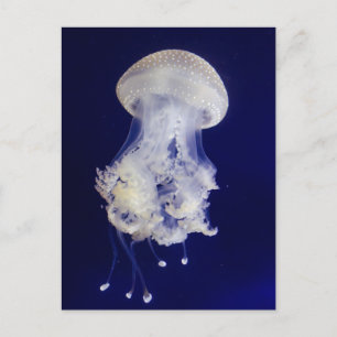 Witte kwal op blauwe achtergrond Foto Briefkaart