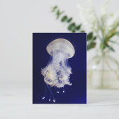 Witte kwal op blauwe achtergrond Foto Briefkaart (Staand voorkant)