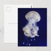 Witte kwal op blauwe achtergrond Foto Briefkaart (Voorkant / Achterkant)
