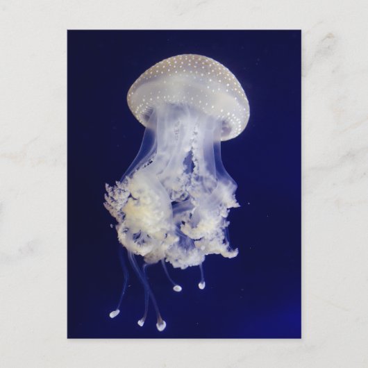 Witte kwal op blauwe achtergrond Foto Briefkaart (Voorkant)