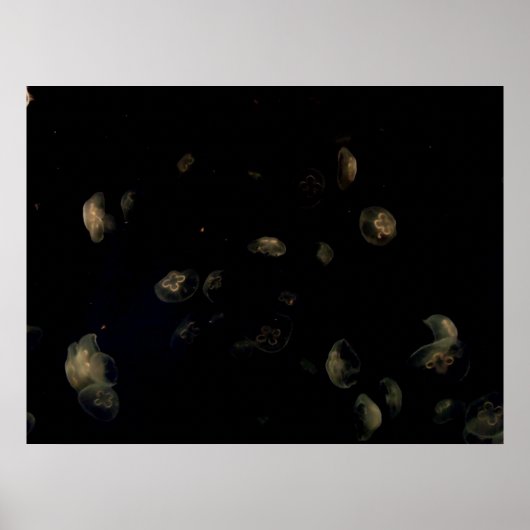 Witte kwallen poster (Voorkant)