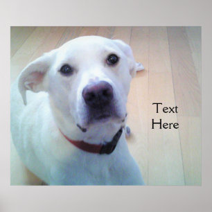 Witte Labrado Retriever Mix Hond Met Zoet Gezicht Poster