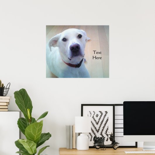Witte labrador reever MixDog met zoet gezicht Poster (Thuiskantoor)