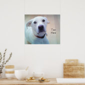 Witte labrador reever MixDog met zoet gezicht Poster (Keuken)